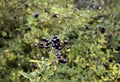 Forest berries Royalty Free Stock Photo