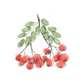 Forest berries, rowan, hand drawn watercolor illustration isolated on white.