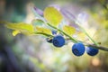 Forest berry. Blueberry bush under the light Royalty Free Stock Photo