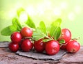 Forest berry cowberry Royalty Free Stock Photo