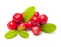 Forest berry cowberry with leaves