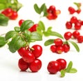 Forest berry cowberry Royalty Free Stock Photo