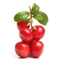 Forest berry cowberry Royalty Free Stock Photo