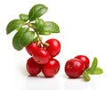 Forest berry cowberry Royalty Free Stock Photo