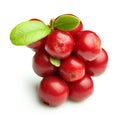 Forest berry cowberry Royalty Free Stock Photo