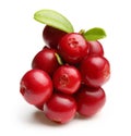 Forest berry cowberry Royalty Free Stock Photo