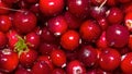 Background of cranberry.Forest berry cranberry. Royalty Free Stock Photo