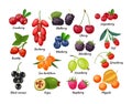 Forest berry and fruit plant. Juicy fresh berries barberry, lingonberry, blueberry, cherry, blackberry, strawberry, cranberry