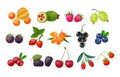 Forest berry and fruit plant. Juicy fresh berries barberry, lingonberry, blueberry, cherry, blackberry, strawberry, cranberry,