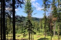 Forest in Beskidy, Poland Royalty Free Stock Photo