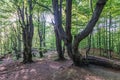 Forest in Bieszczady Mountains