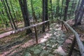 Forest in Bieszczady Mountains