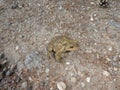 Big brown toad in the forest