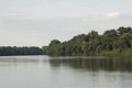 forest with big trees alongshore a wide river