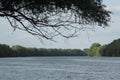 forest with big trees alongshore a wide river Royalty Free Stock Photo