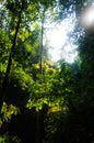 Forest and big trees at Thailand