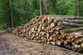 Background stack of logs in the forest, side view