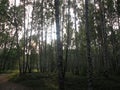 Birch forest at dawn, road Royalty Free Stock Photo