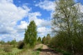 Forest, birch grove, rural dirt road. Stream. Deciduous trees, young foliage and grass. Cloudy sky