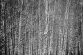 Forest of birch tree trunks Royalty Free Stock Photo