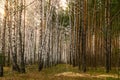Forest of birches on one side and pines on the other Royalty Free Stock Photo