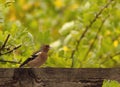 The forest bird finch flew into the garden in summer