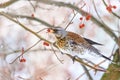 Forest bird saved from starvation in fruit orchards