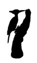 Forest bird, woodpecker on branch feeding with worm vector silhouette illustration isolated on white background.