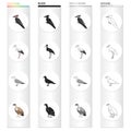 Forest bird, woodpecker, stork, seagull, vulture. Bird set collection icons in cartoon black monochrome outline style