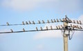Forest birds flock of waxwings on wires