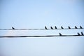 Forest birds flock of waxwings on wires