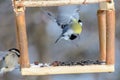 Forest birds live near the feeders in winter Royalty Free Stock Photo