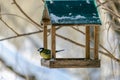 Forest birds live near the feeders in winter Royalty Free Stock Photo