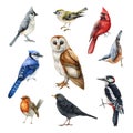 Forest birds watercolor realistic set. Barn owl, woodpecker, blue jay, red cardinal, titmouse, robin watercolor