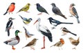 Forest birds watercolor set. Hand drawn various european native bird collection. Stork, woodpecker, wren, duck