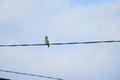 Forest birds of waxwings on wires