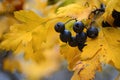 Forest black berries among dry yellow leaves on blurry autumn background. Berries in forest Royalty Free Stock Photo
