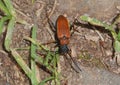 Black brown bug beetle in the forest Royalty Free Stock Photo