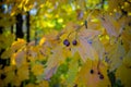 Forest black shiny berries among dry yellow leaves on a blurry autumn contrast background Royalty Free Stock Photo