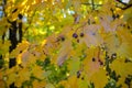 Forest black shiny berries among dry yellow leaves on a blurry autumn contrast background Royalty Free Stock Photo