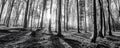 forest - black and white photo Royalty Free Stock Photo