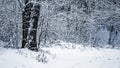 Forest after a blizzard, winter forest with snow-covered trees Royalty Free Stock Photo