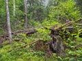 Forest blockage after the storm