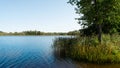 Forest blue lake clear autumn sky. Tall reeds and a large deciduous tree grow in the water. The horizon of water and sky is Royalty Free Stock Photo