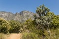 Forest, blue sky and mountains in the Tablemountain National Park
