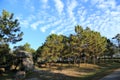 Forest with blue sky