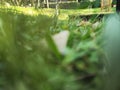 forest and blue sky. trees and plants. A spider web wrapped around a tree branch. Royalty Free Stock Photo