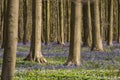 Forest with Bluebell Hallerbos Royalty Free Stock Photo