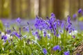 Forest with bluebells Royalty Free Stock Photo