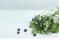 Forest blueberry branch with ripe berries on light background Royalty Free Stock Photo